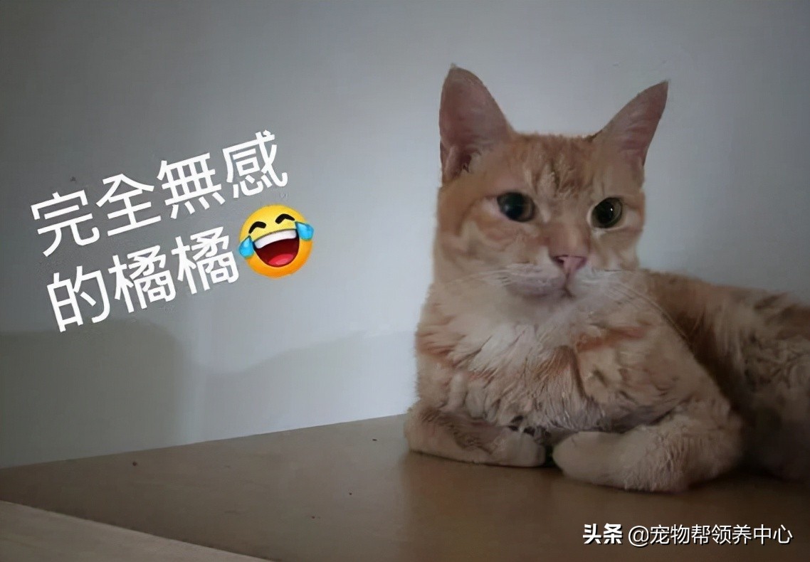 橘猫戴着项圈，被打到浑身是伤，却找不到主人，幸好遇见她...