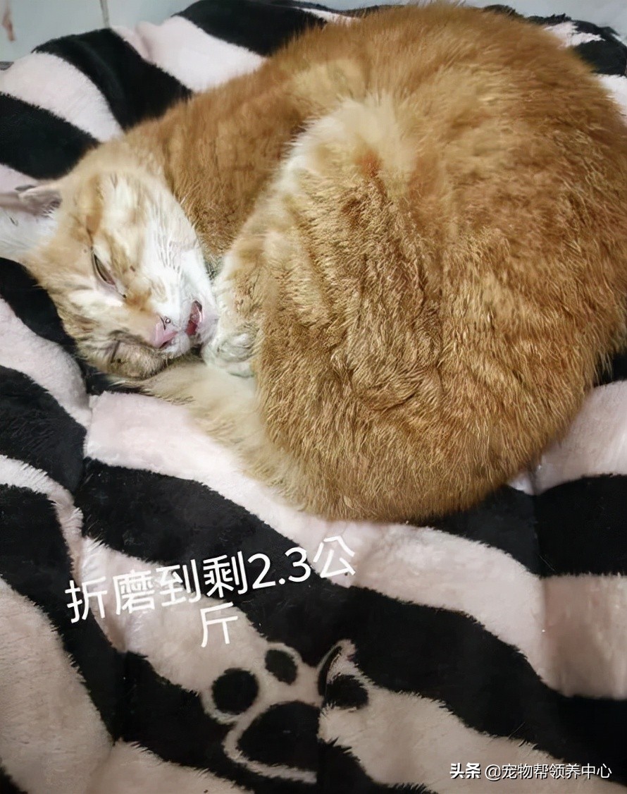 橘猫戴着项圈，被打到浑身是伤，却找不到主人，幸好遇见她...