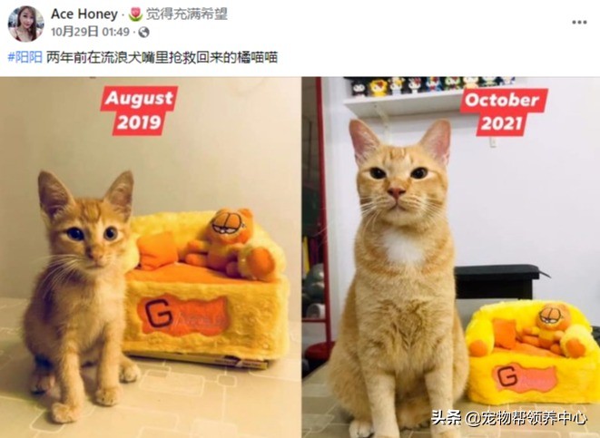 当时在垃圾桶里的猫咪，现在变这样了！网友：我也要去捡一只