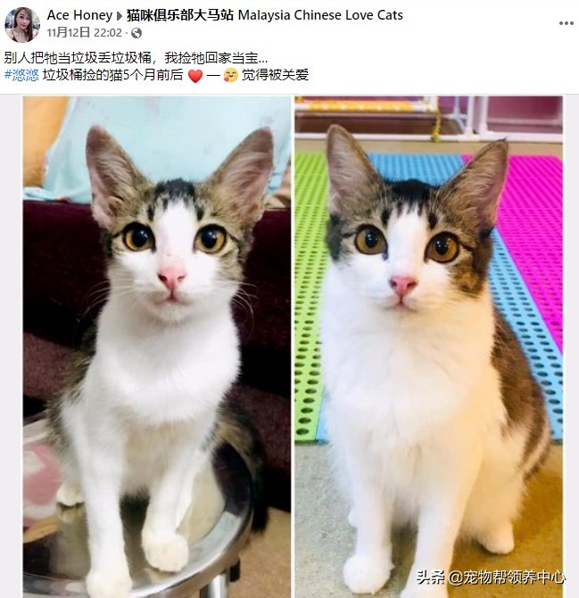 当时在垃圾桶里的猫咪，现在变这样了！网友：我也要去捡一只