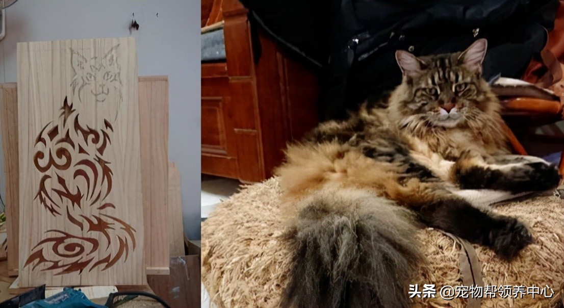 铲屎官做人猫共用家具，惊艳众人，而且设计的背后还很温馨