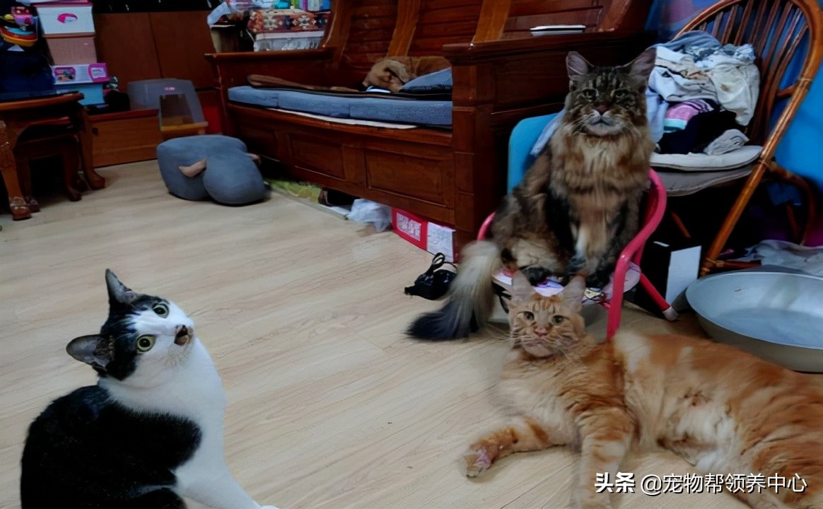 铲屎官做人猫共用家具，惊艳众人，而且设计的背后还很温馨