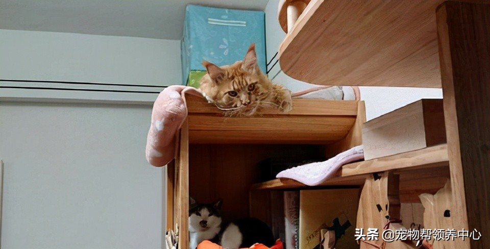 铲屎官做人猫共用家具，惊艳众人，而且设计的背后还很温馨