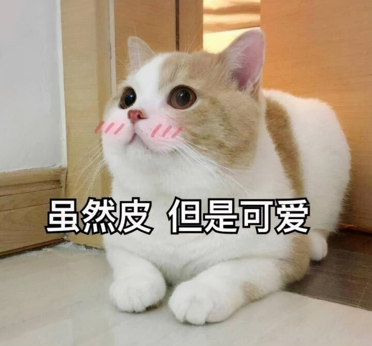 猫咪对你翻肚皮，就是喜欢你吗？那你就错了