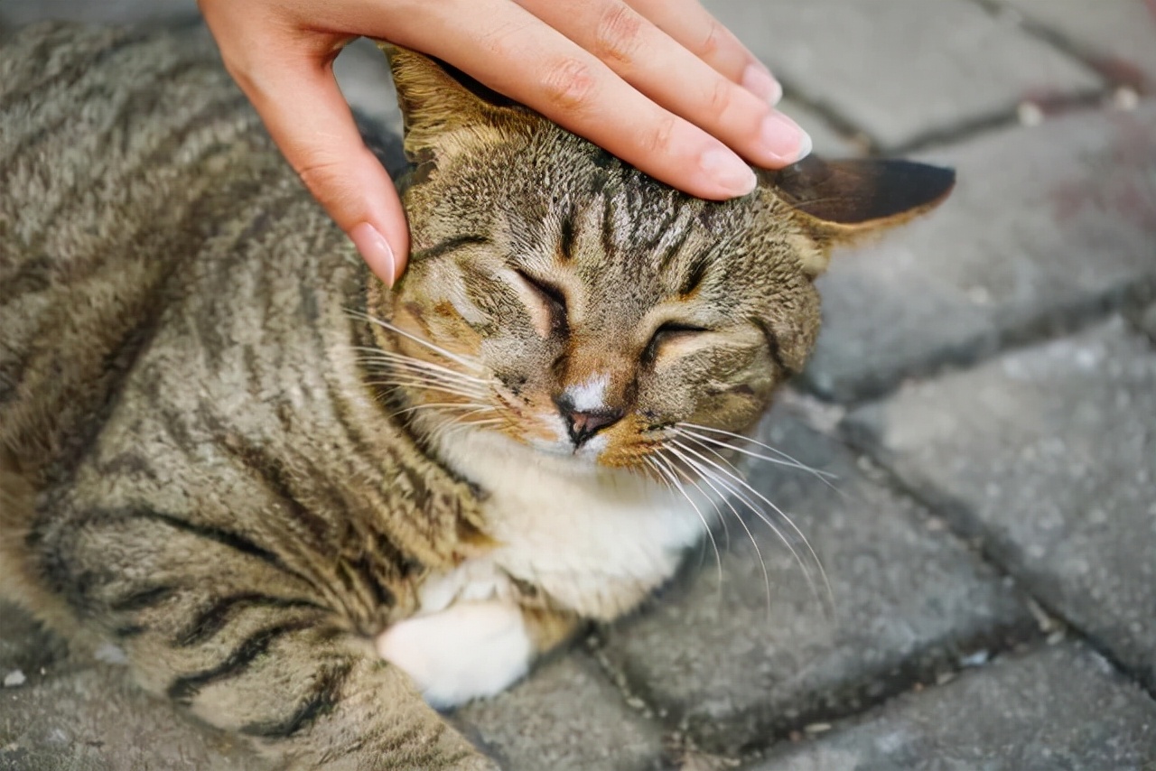 今生，请一定要养一只狸花猫