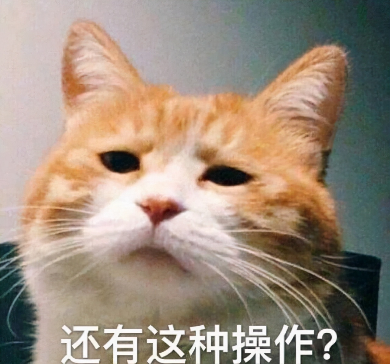 网友分享的一波十分有趣的“猫片”，看完心情大好