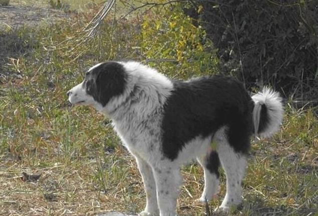 中国本土8大猛犬，藏獒并不是最强的，在它面前仅仅是小弟