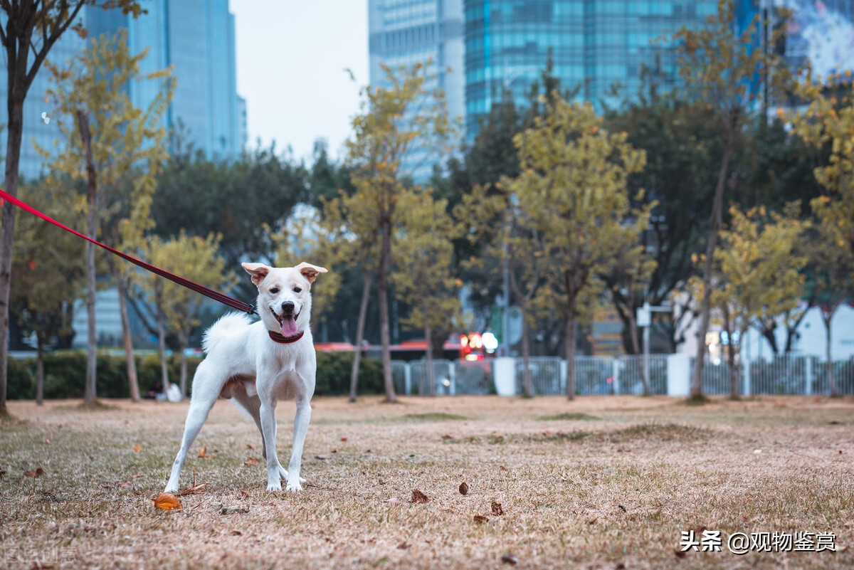 抓兔子的狗叫什么名字