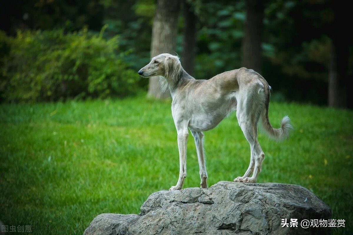 抓兔子的狗叫什么名字