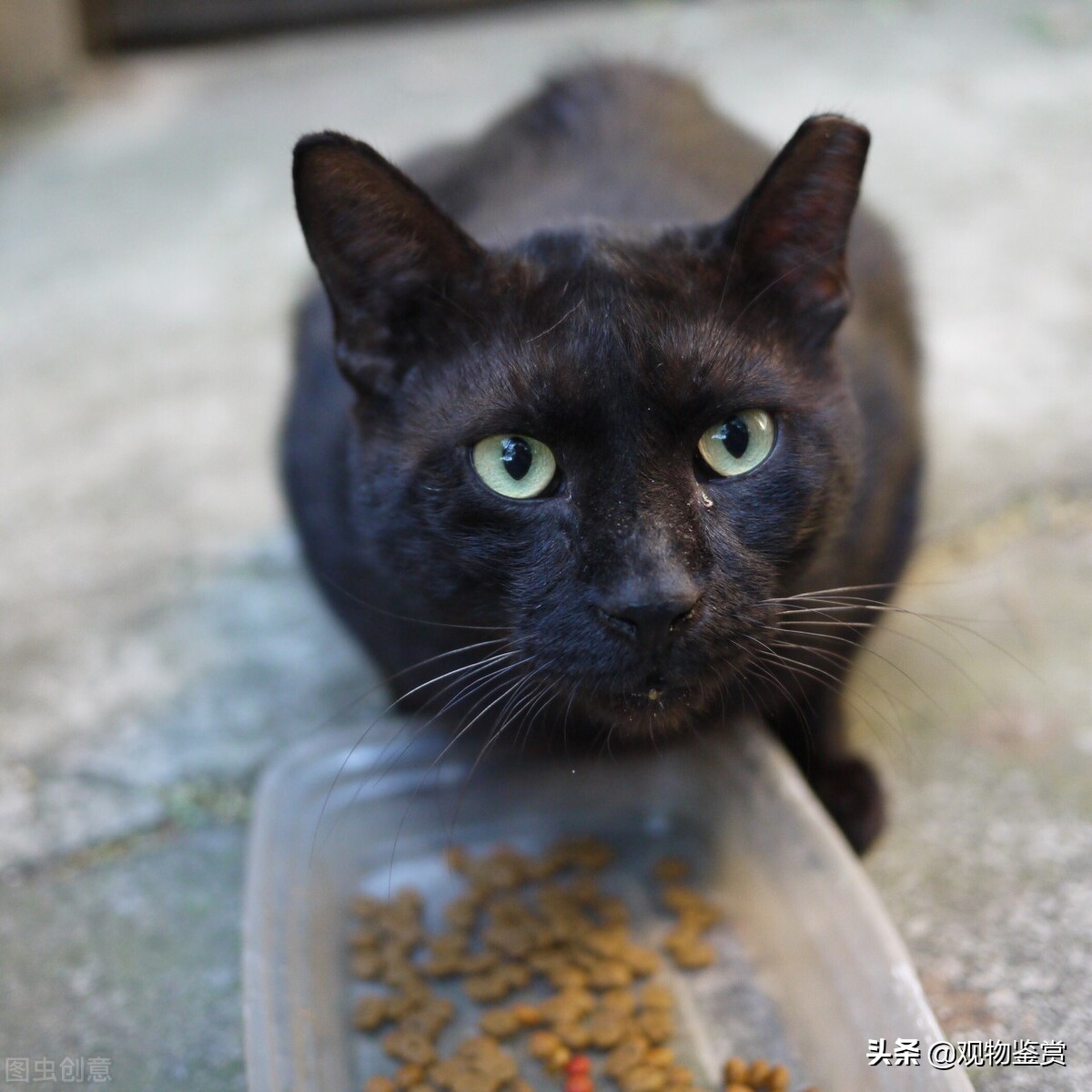 一款猫粮吃多久建议更换