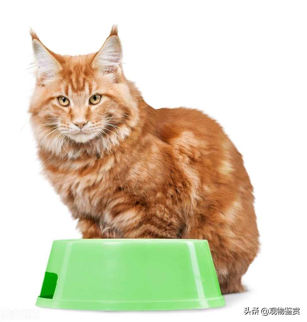 猫咪刨水碗是什么意思，怎样防止猫刨水呢？