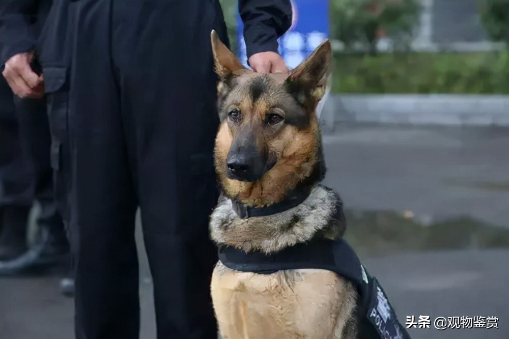 警犬一般是什么品种，都可以执行哪些警务任务