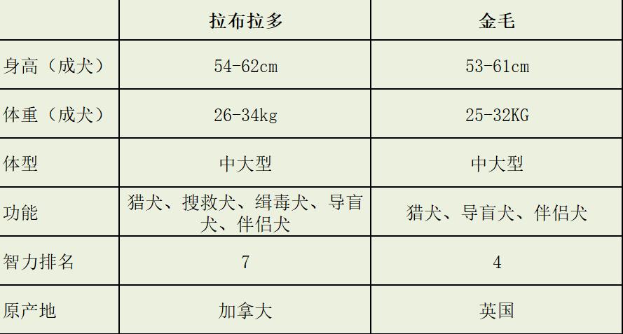 新手养狗？拉布拉多和金毛怎么选？先看对比再做决定