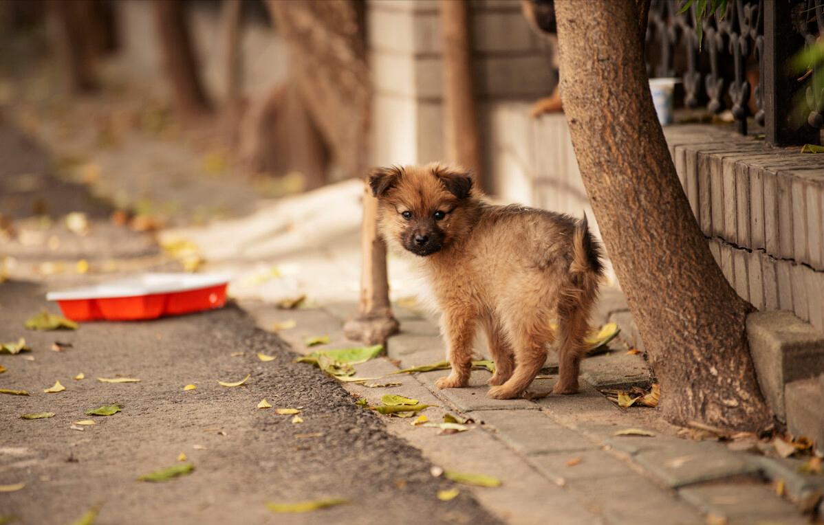 警告！收养流浪犬之前，你要做好这5件事