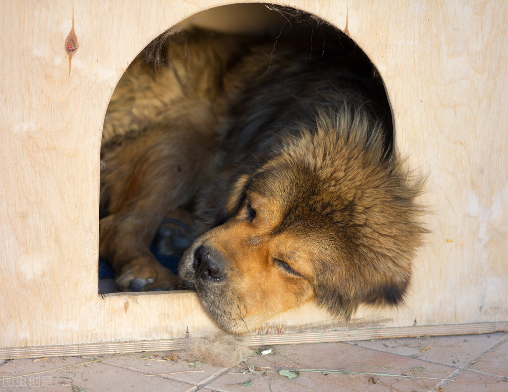 警告！收养流浪犬之前，你要做好这5件事