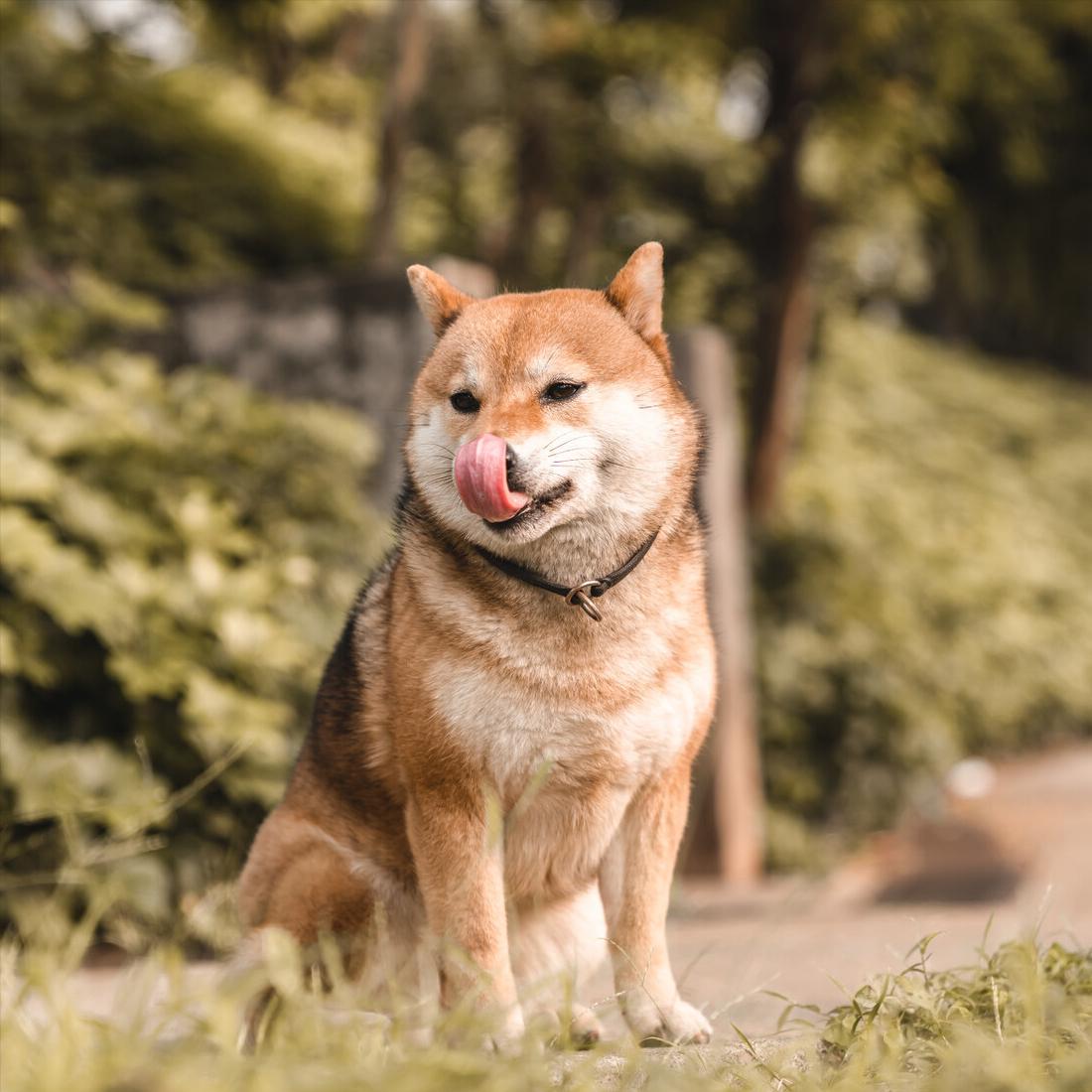 女生养公狗不是重男轻女，背后原因有这些