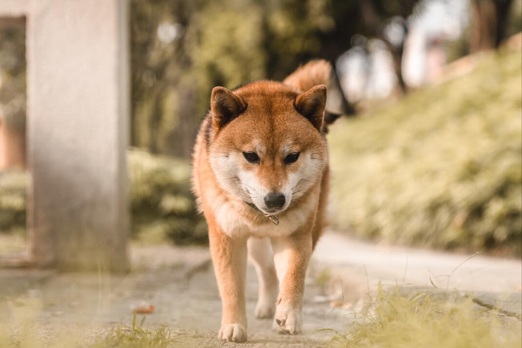 女生养公狗不是重男轻女，背后原因有这些