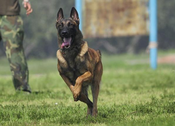 警犬排行榜：7大优秀犬种，中国犬也上榜