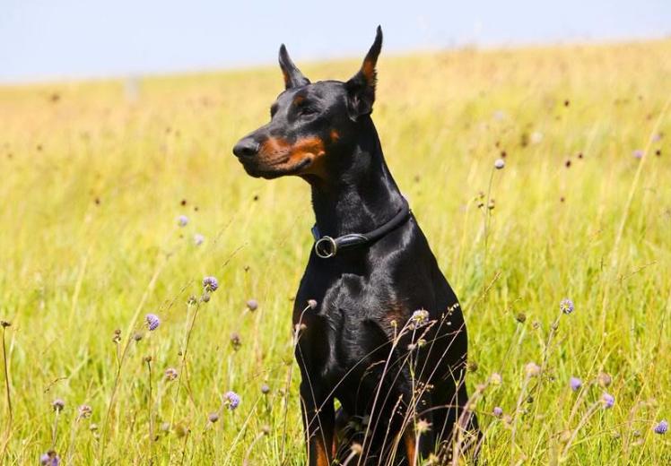 警犬排行榜：7大优秀犬种，中国犬也上榜