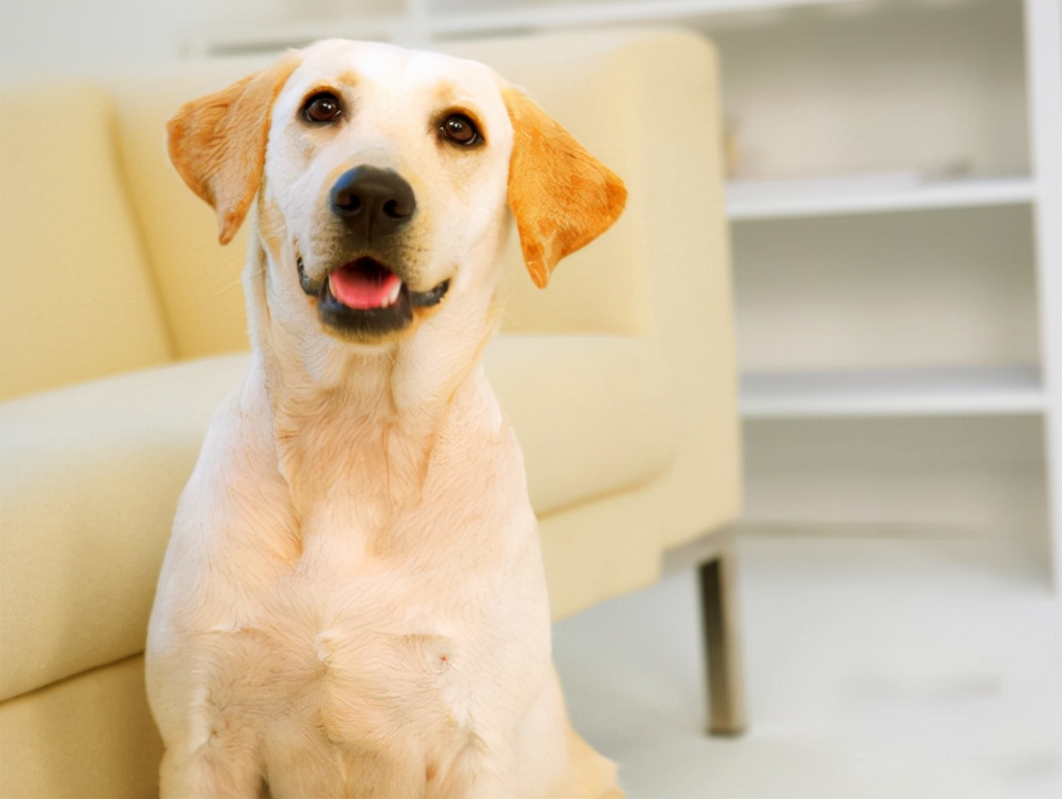 警犬排行榜：7大优秀犬种，中国犬也上榜