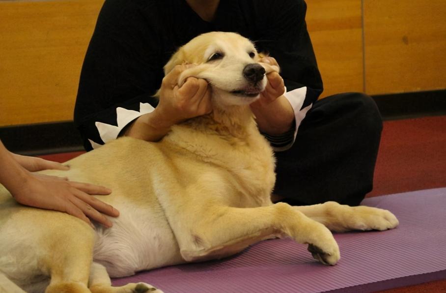 原来你摸狗狗下巴时，它是这样认为的