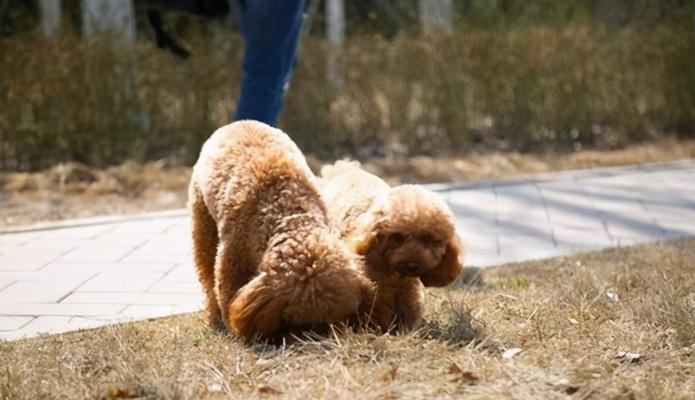 为什么泰迪会吃草，难道是异食癖？原来是这些原因