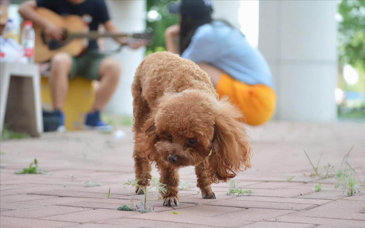 为什么泰迪会吃草，难道是异食癖？原来是这些原因