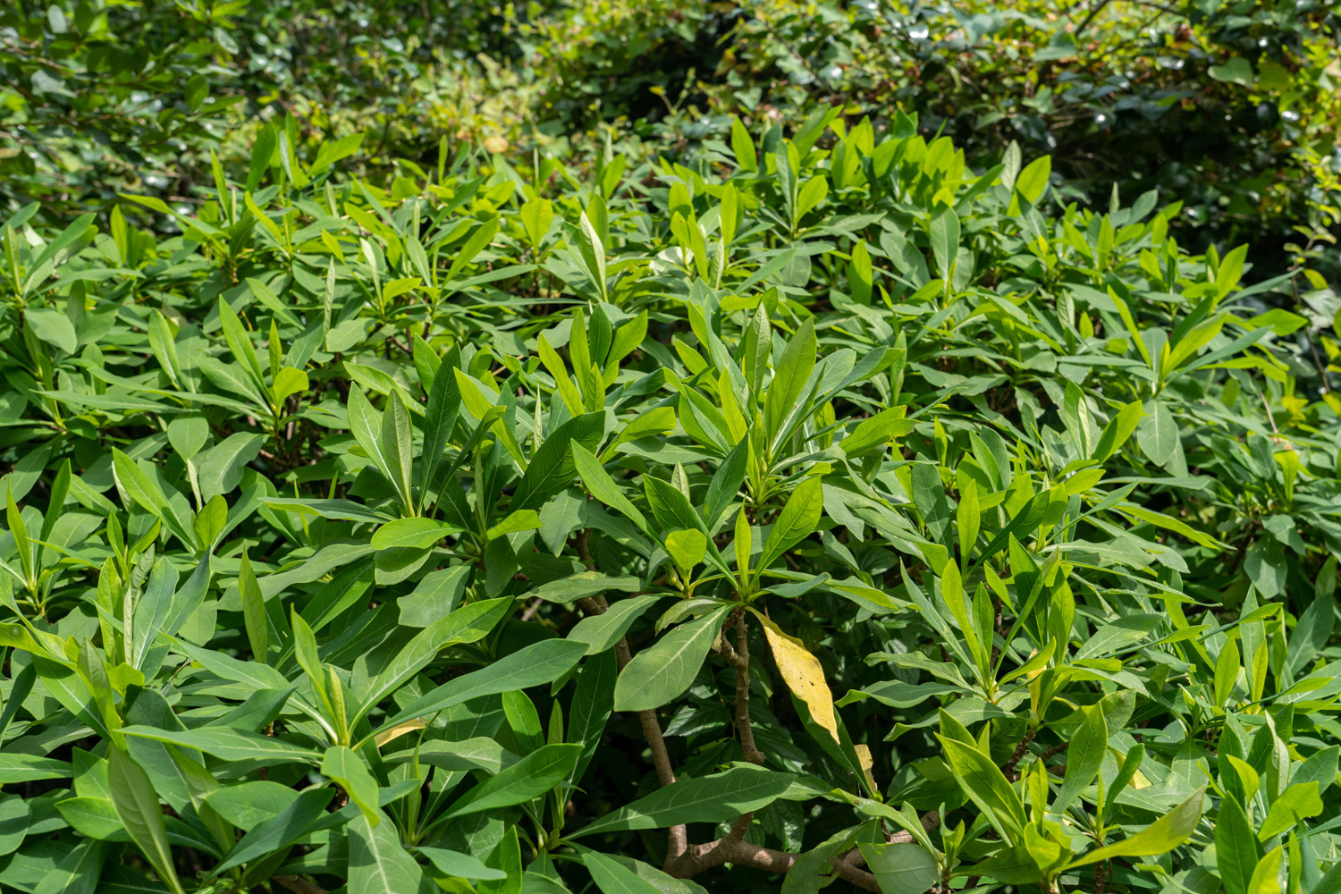 冬季开花的园林树木（冬季开花的木本植物）