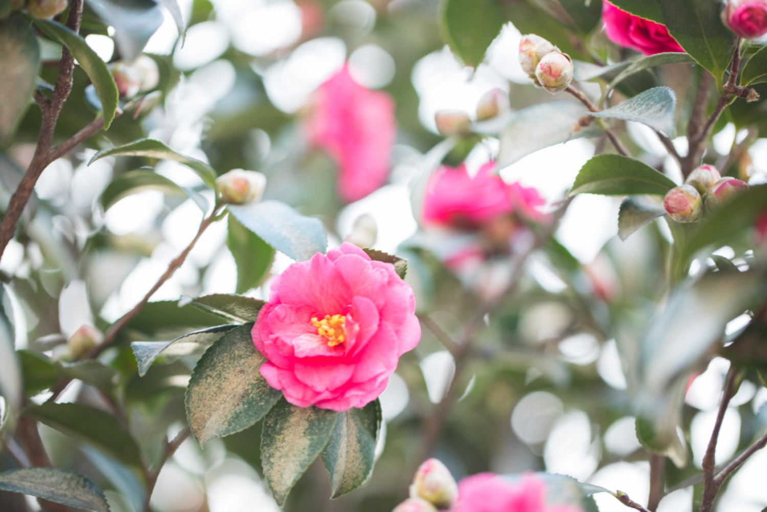 茶花叶尖枯焦掉叶怎么办（茶花怎么养(新手必看)）