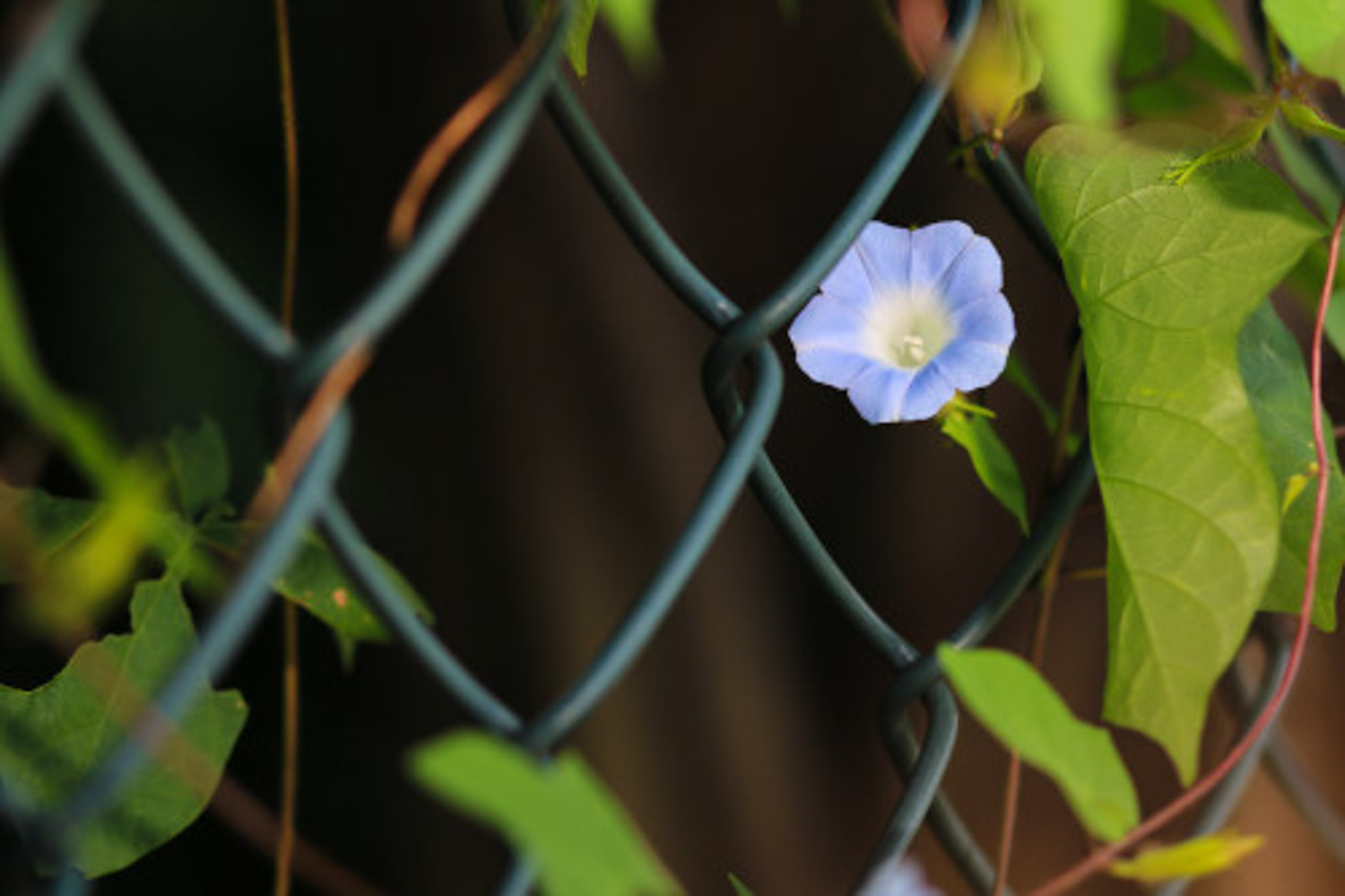 牵牛花如何扦插繁殖（牵牛花移植了不知道能不能活）