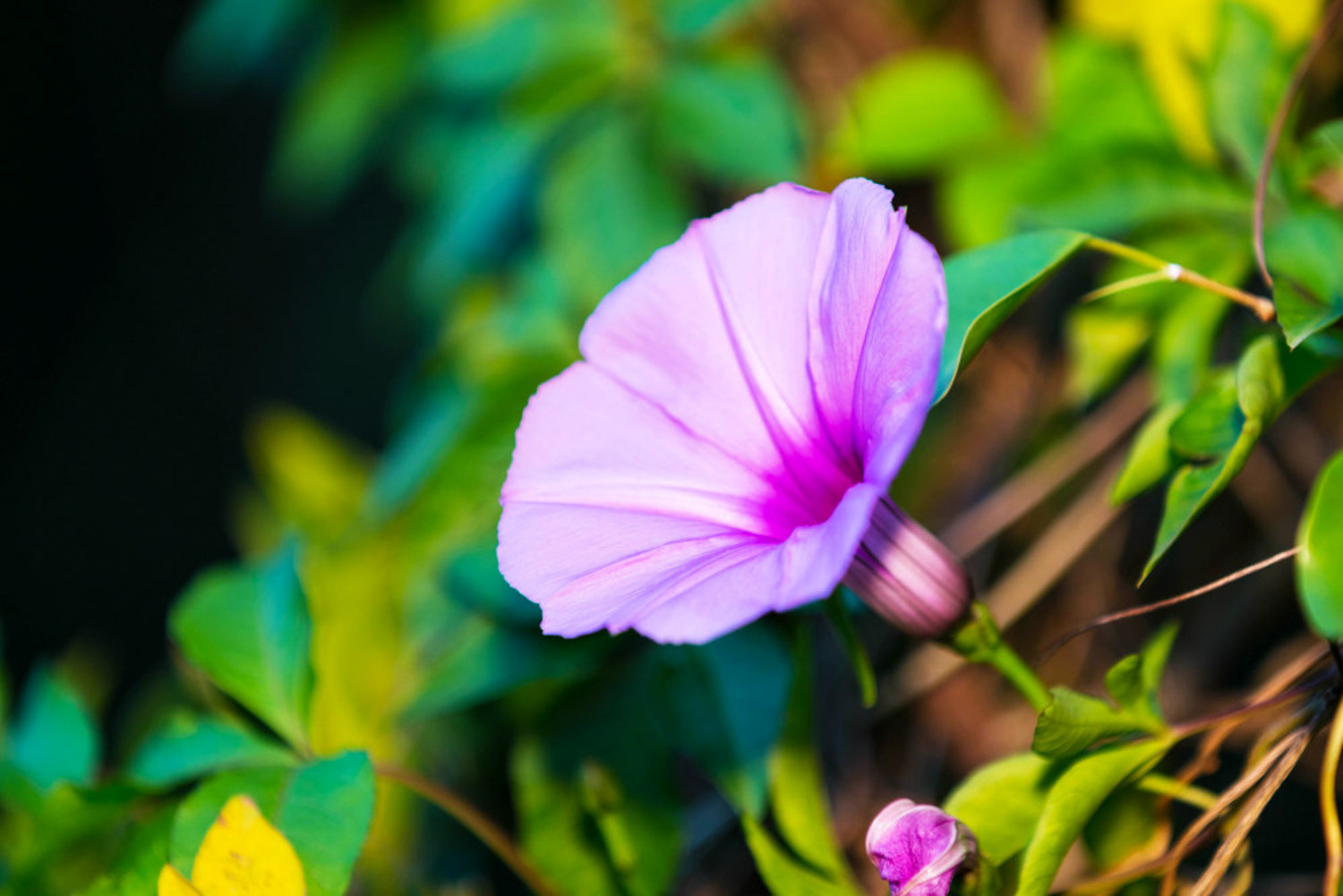 牵牛花如何扦插繁殖（牵牛花移植了不知道能不能活）