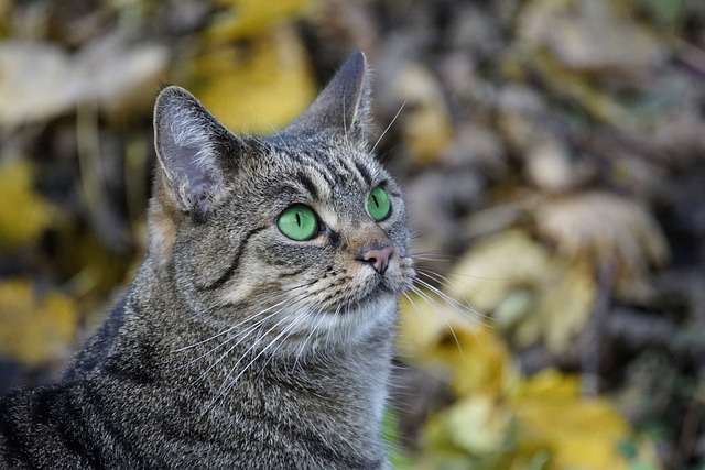 怎么判断猫咪冷不冷（小奶猫快不行的表现）