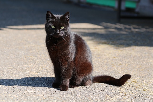 猫咪有口臭怎么去除（嘴巴里有腥臭味）