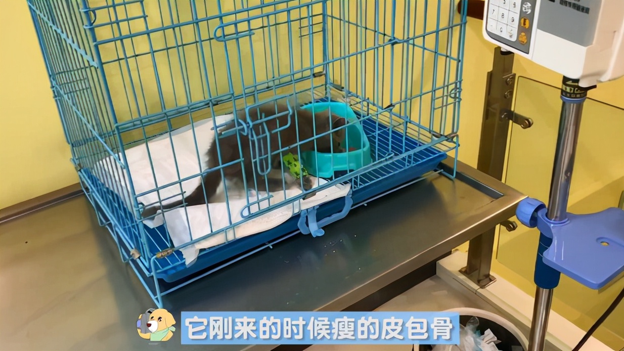 猫咪感染传腹被主人送去安乐，医生不忍下手：才2个月大的猫啊