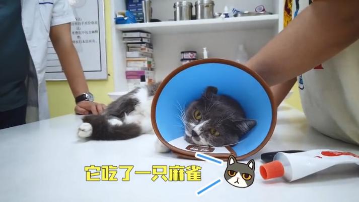 猫咪捉了一只麻雀吃，随后被主人送进了医院：真是太不省心了啊