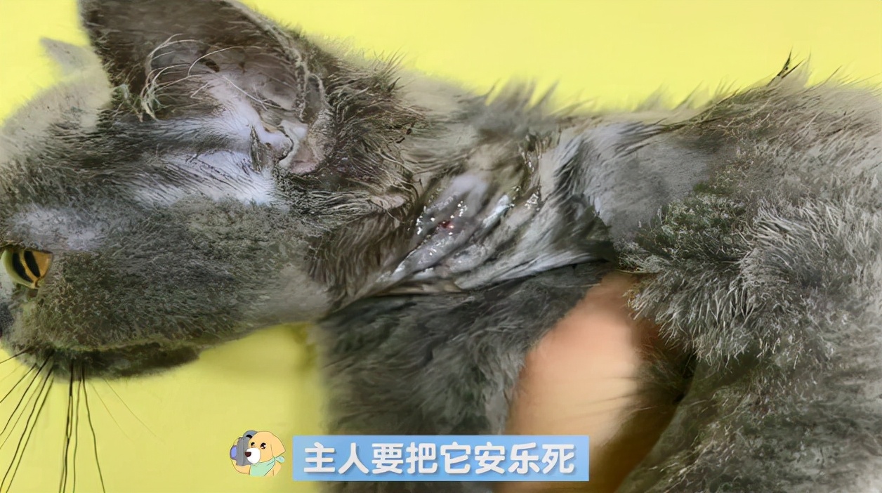 猫咪感染传腹被主人送去安乐，医生不忍下手：才2个月大的猫啊