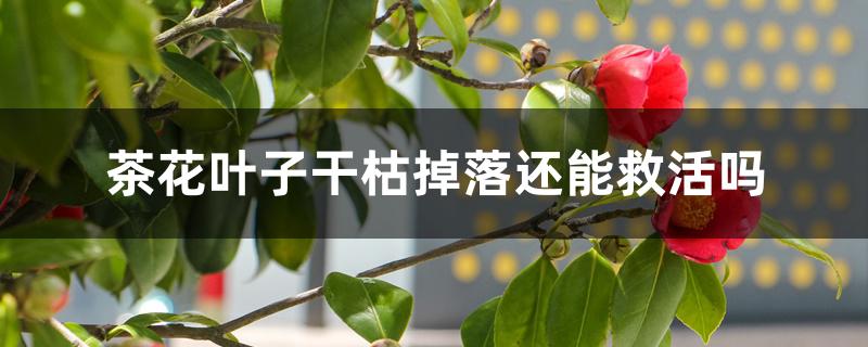 茶花叶尖枯焦掉叶怎么办（茶花怎么养(新手必看)）