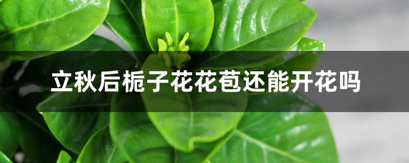 栀子花10月份可以剪枝吗（栀子花十月份能移栽吗）