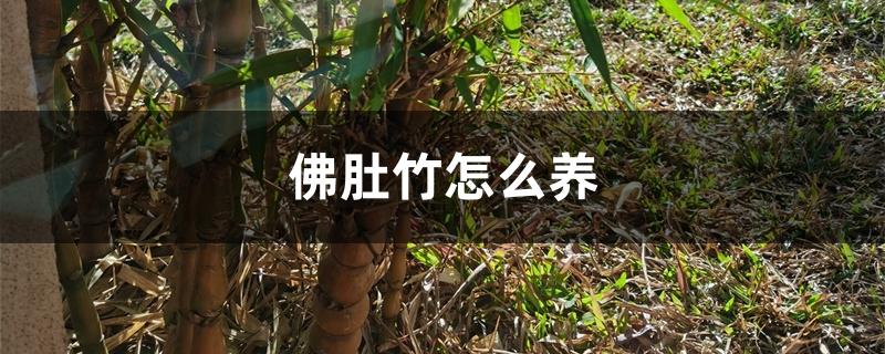 佛肚竹风水禁忌（佛肚竹好养活吗）