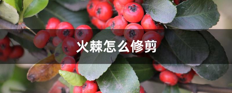 火棘秋天可剪枝吗（火棘冬季修剪）