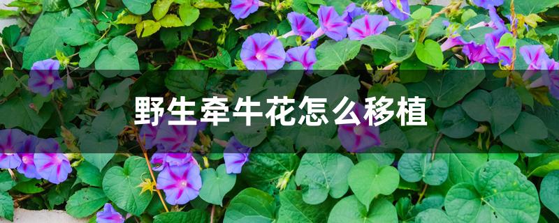 牵牛花如何扦插繁殖（牵牛花移植了不知道能不能活）