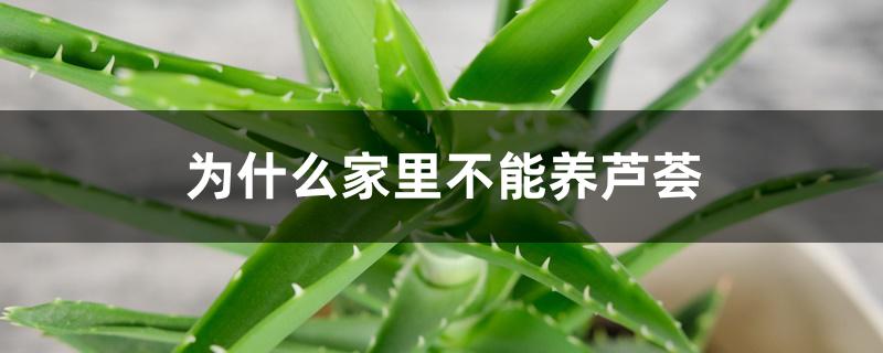 家里放芦荟是吉是凶（芦荟为什么不能送人）