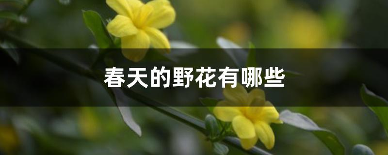 农村野花名称大全（春天野花的颜色和名字）