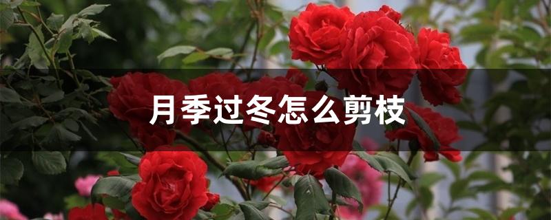 地栽月季花冬天怎么过冬（月季修剪时间和方法）