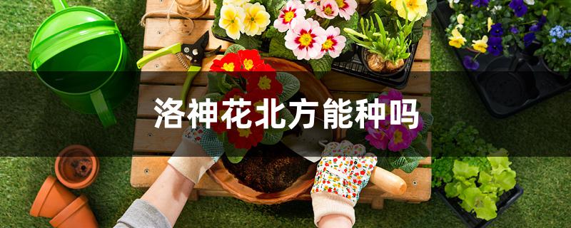 洛神花盆栽方法（洛神花10月份可以播种吗）