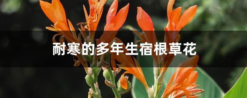 50种露地宿根花卉（北方耐寒花卉大全）