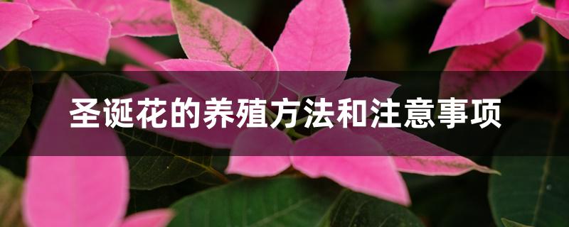 一品红怎么养殖才能红（圣诞花可以在室内养吗）