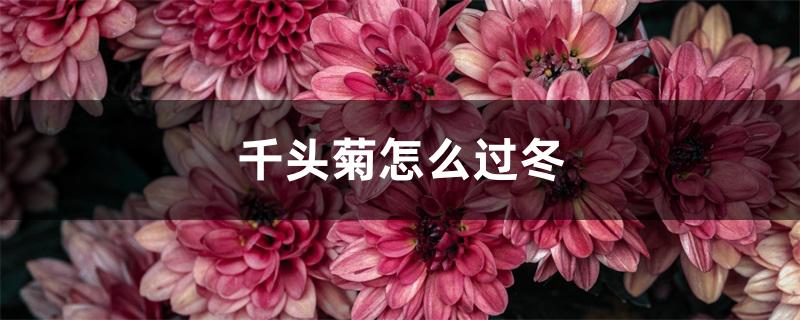 家里千万不能养菊花（完全不需要阳光的花）