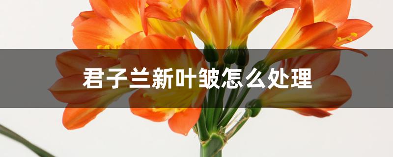 君子兰褶皱怎么处理（君子兰叶子皱皱着是什么原因）