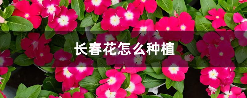 长春花怎么收种子（长春花移栽方法）